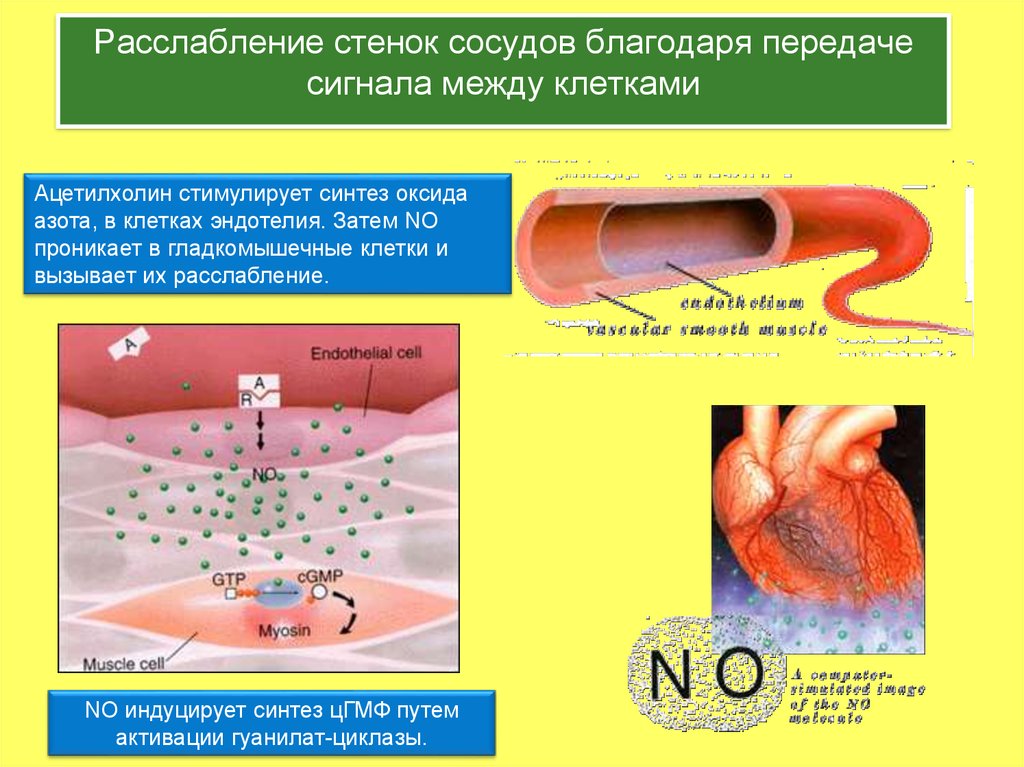 Стенки на азоте. Монооксид азота в клетках эндотелия сосудов. Расслабление сосудов. Релаксация сосудов это. Эндотелиальный оксид азота.