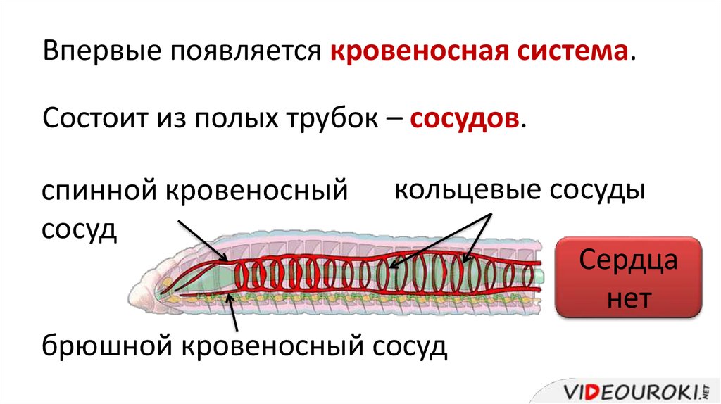 Кольцевые сосуды дождевого червя. Кровеносная система кольчатых червей схема. Схема строения кровеносной системы у кольчатых червей. Схема строения кровообращения кольчатых червей. Кольчатые черви строение кровеносной системы.