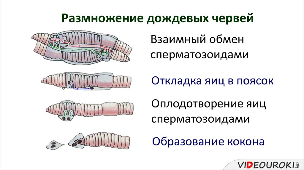 Симметрия кольчатых червей. Поясок у дождевых червей. Поясок у кольчатых червей. Поясок кольчатого червя. Оплодотворение многощетинковых червей.