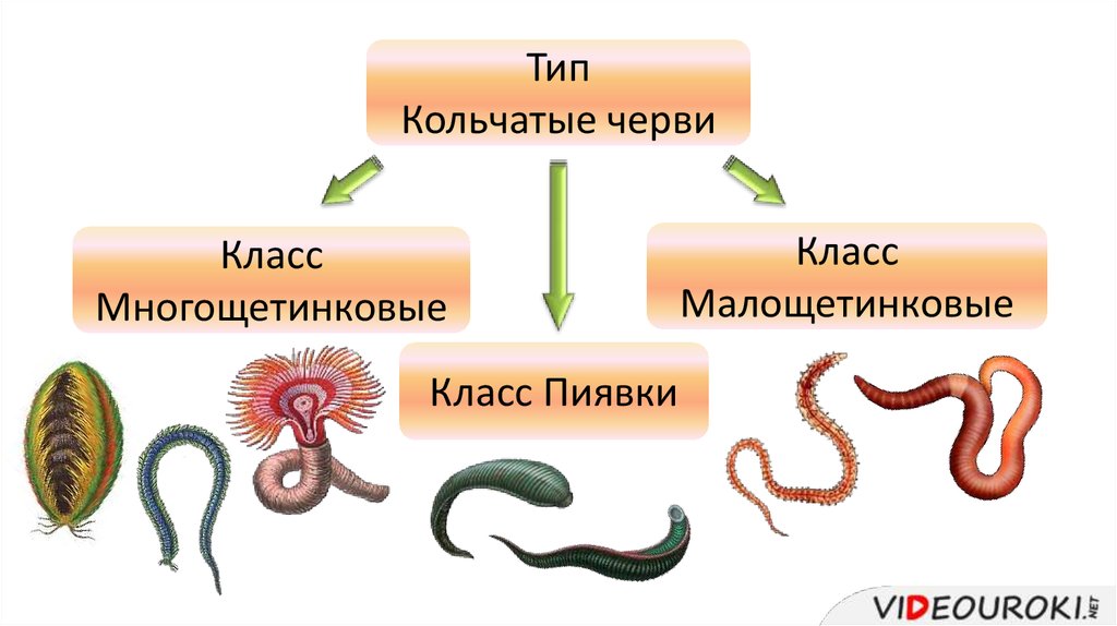 Кольчатые черви группа организмов. Строение кольчатых червей многообразие. Кольчатые черви черви представители. Тип кольчатые черви классы. Представители класса кольчатые черви.