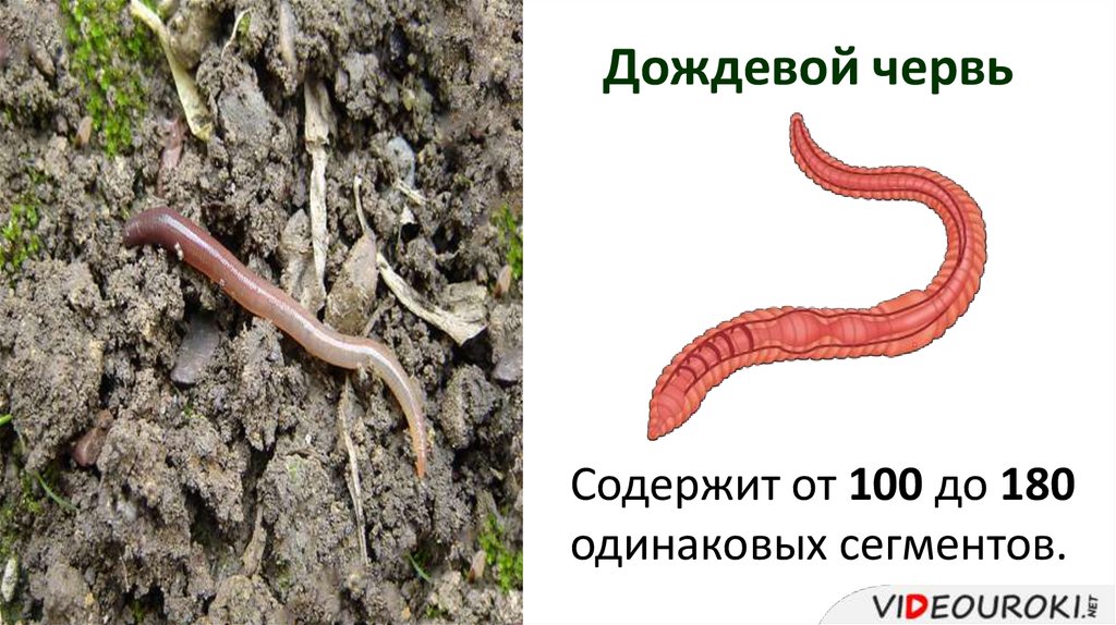 Сегмент дождевого червя. Малощетинковые кольчатые черви. Кольчатые черви олигохеты. Сегменты дождевого червя.