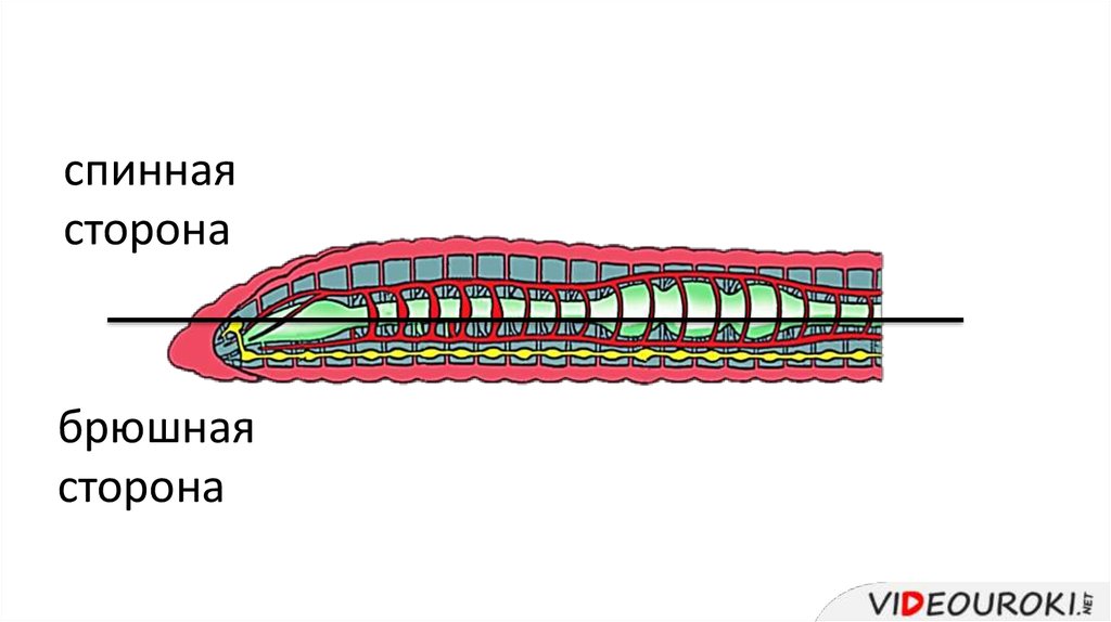 Внутреннее строение кольчатых. Кольчатые черви Малощетинковые дождевой червь. Спинная и брюшная часть тела дождевого червя. Кольчатые черви строение. Строение дождевого червя спинная сторона.