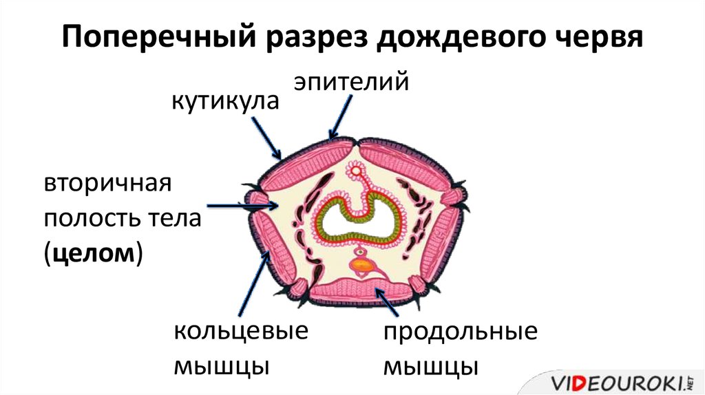 Полости червей. Вторичная полость тела у кольчатого червя. Вторичная полость тела у кольчатых червей. Поперечный разрез кольчатого червя полость. Вторичная полость тела у кольчатых.