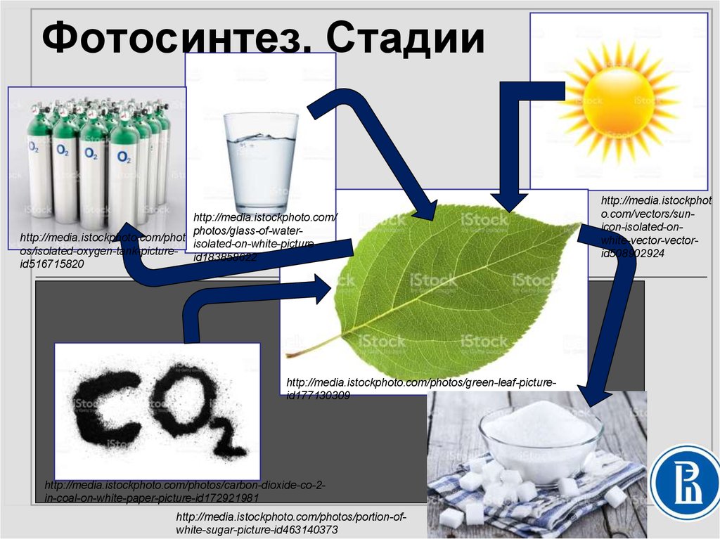 Стадии фотосинтеза - презентация онлайн