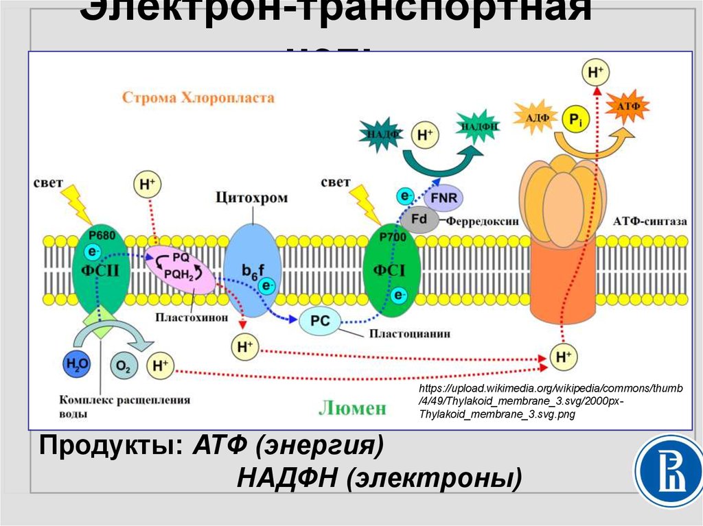 Электронно транспортная цепь схема