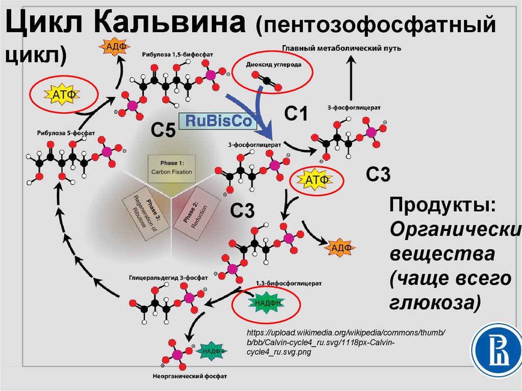 Цикл кальвина схема