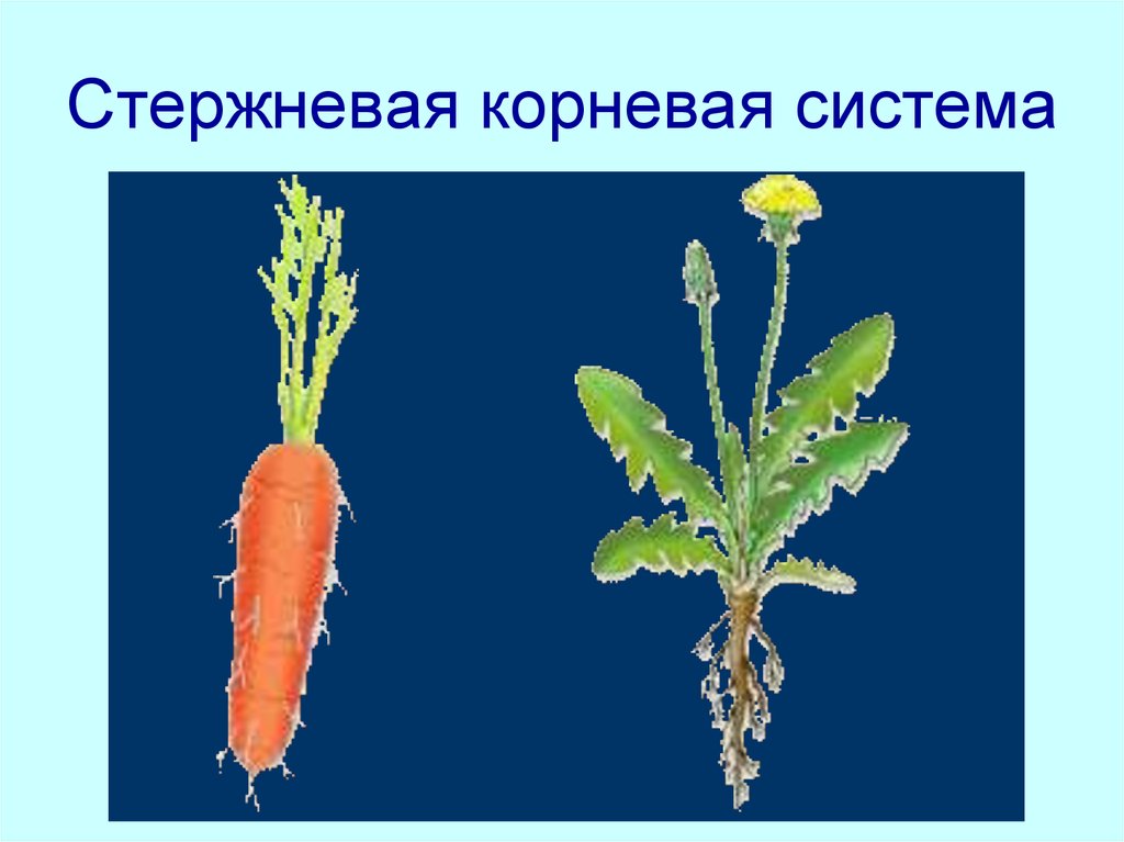 Стержневые растения примеры. У одуванчика мочковатая корневая система. Растения со стержневой корневой системой. Стержневая корневая. Одуванчик стержневая корневая.