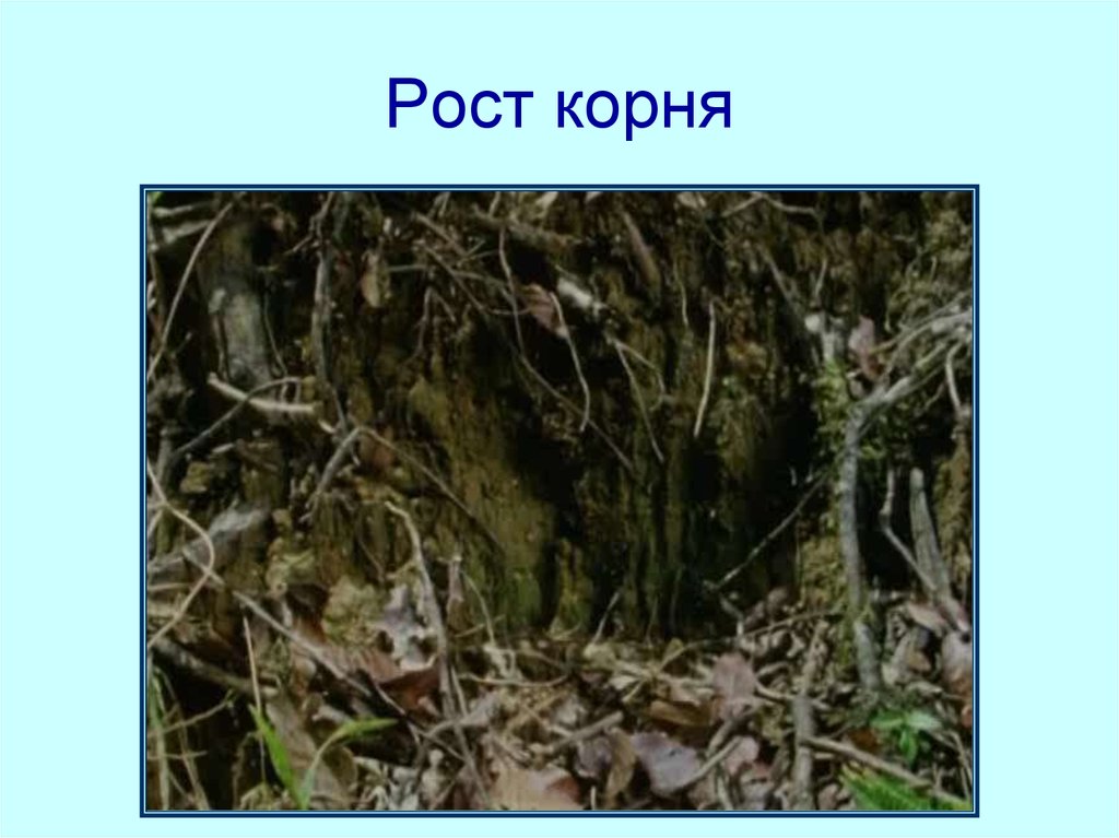 Ростов корень. Рост корня. Рост корня к центру земли. Рост корня фото.