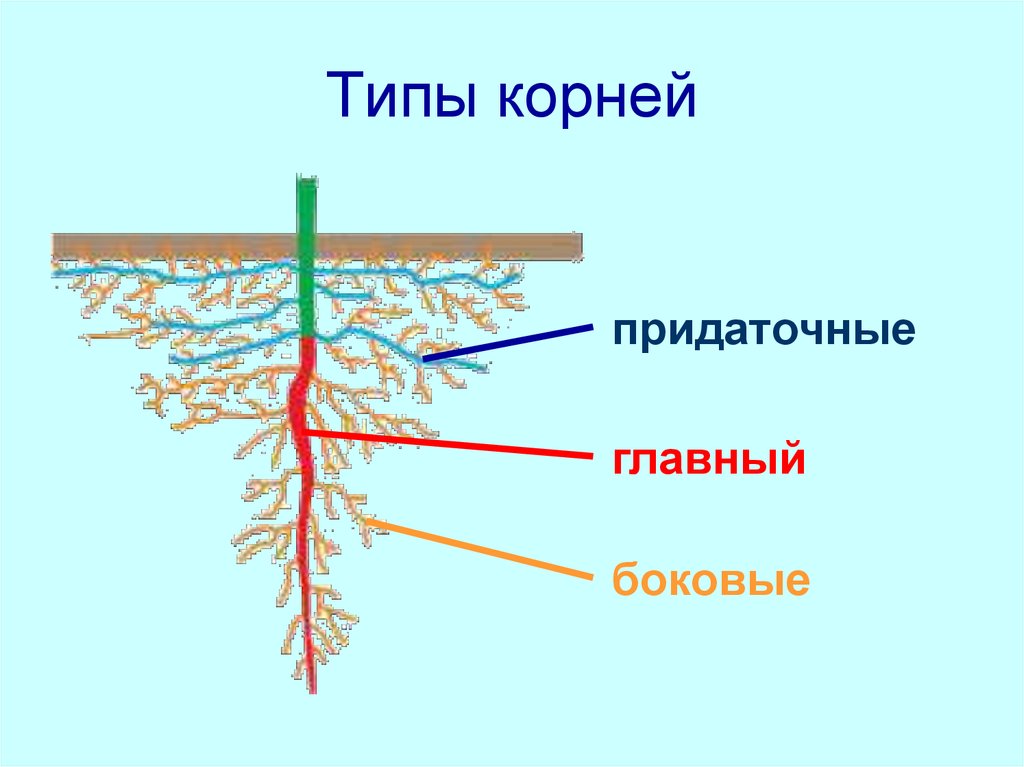 Какие существуют корни. Главный корень растения. Главные боковые и придаточные корни.