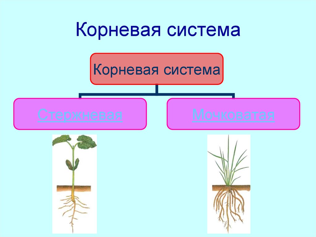 У двудольных растений мочковатая корневая система. Ботаника корневая система. Растения со стержневой корневой системой для дошкольников. Тема корень ботаника. Корневая система 6 класс.