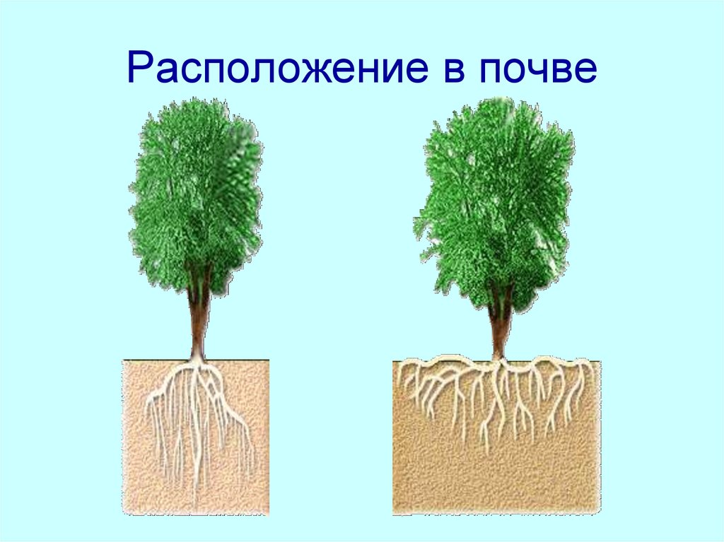 Корневая система березы картинки