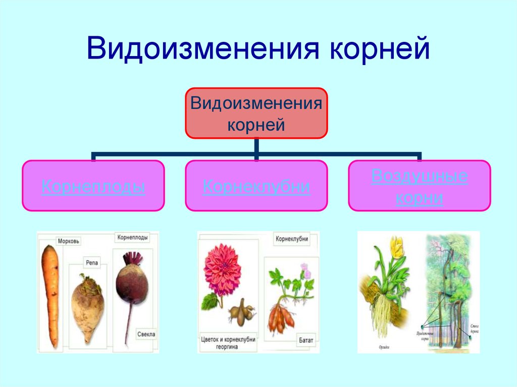 Плод это вегетативный. Видоизменения корня 6 класс биология.