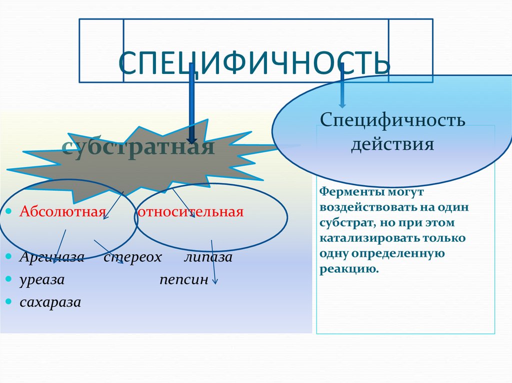 Представители класса