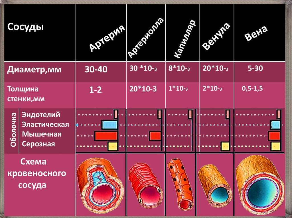 Диаметр сосудов. Толщина стенок артерии. Толщина стенок артерии вены капилляры. Диаметр артерии вены капилляры. Диаметр кровеносных сосудов.