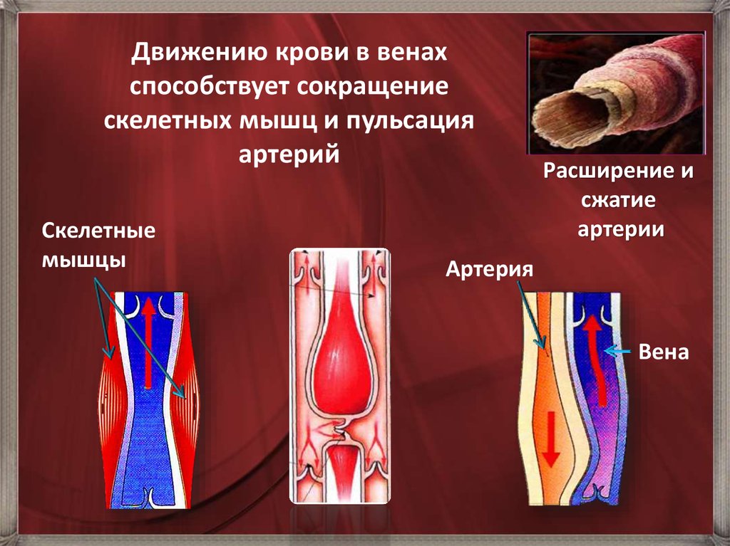 Направление движения крови вен. Механизм движения крови. Механизмы движения крови в венах.