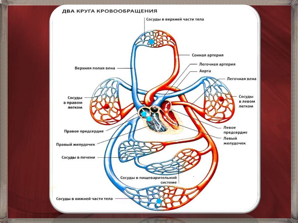 Кровеносная система на рисунке