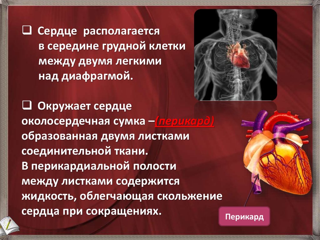 Виды сердечно сосудистой системы. Сердечно-сосудистая система человека презентация. Сердечно сосудистая система презентация. Строение и функции сердечно-сосудистой системы. Презентация на тему сердечно сосудистая система.