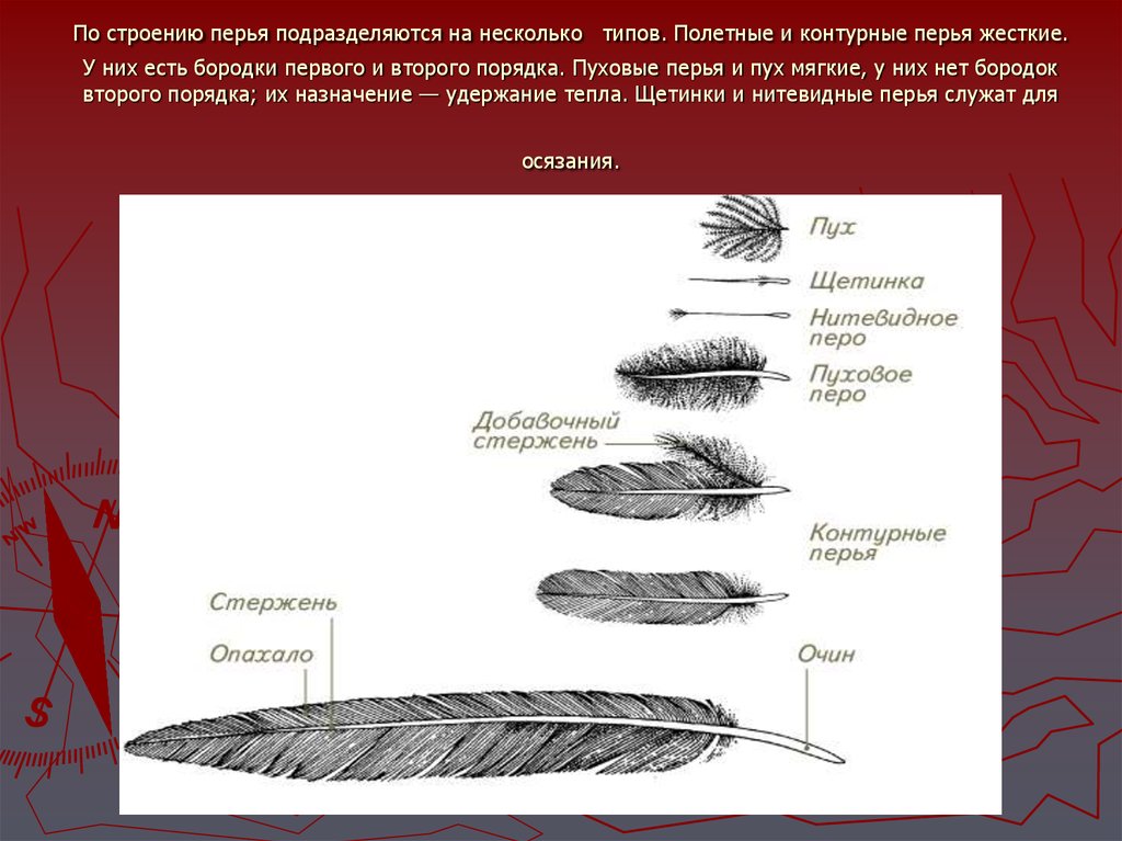 Строение пухового пера птицы рисунок с подписями