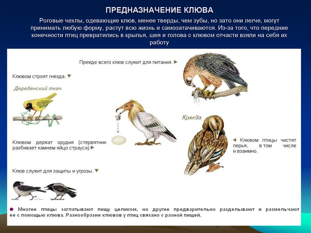 Рассмотри на фотографии ноги и клюв птицы чем питается эта птица