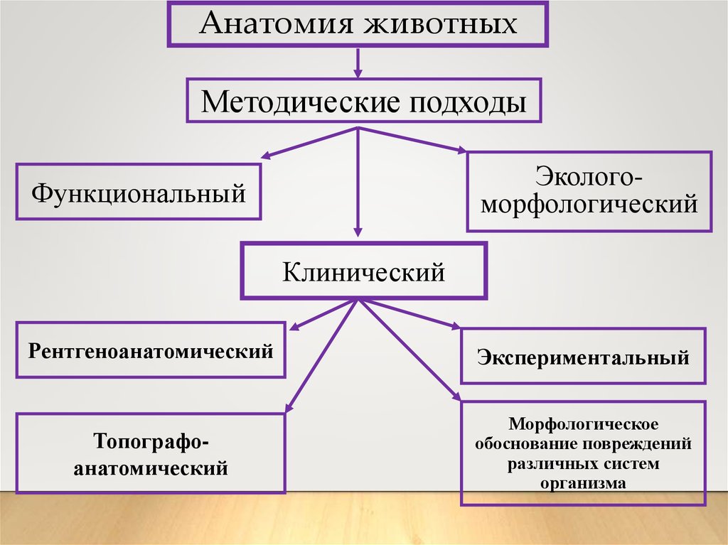 Предмет науки анатомии. Анатомия в ряду биологических дисциплин. Место анатомии в ряду биологических дисциплин. Методологические подходы в анатомии. Место анатомии среди других наук.