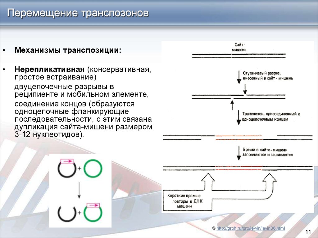 Связывающее перемещение. Транспозоны механизм перемещения. Механизмы перемещения мобильных элементов бактерий. Механизм транспозиции. Механизм репликативной транспозиции.