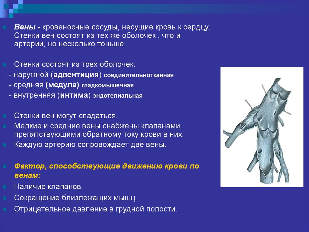 Физиологические основы воображения презентация