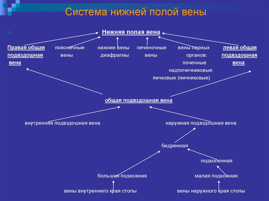 Схема верхней и нижней полой вены и