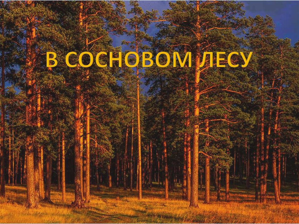 Здесь сосны. Лес Сосенки Владимир. Сосны освещенные солнцем. Солнечный Сосновый Бор. Сосновый лес сосны освещенные солнцем Жанна Баринова.