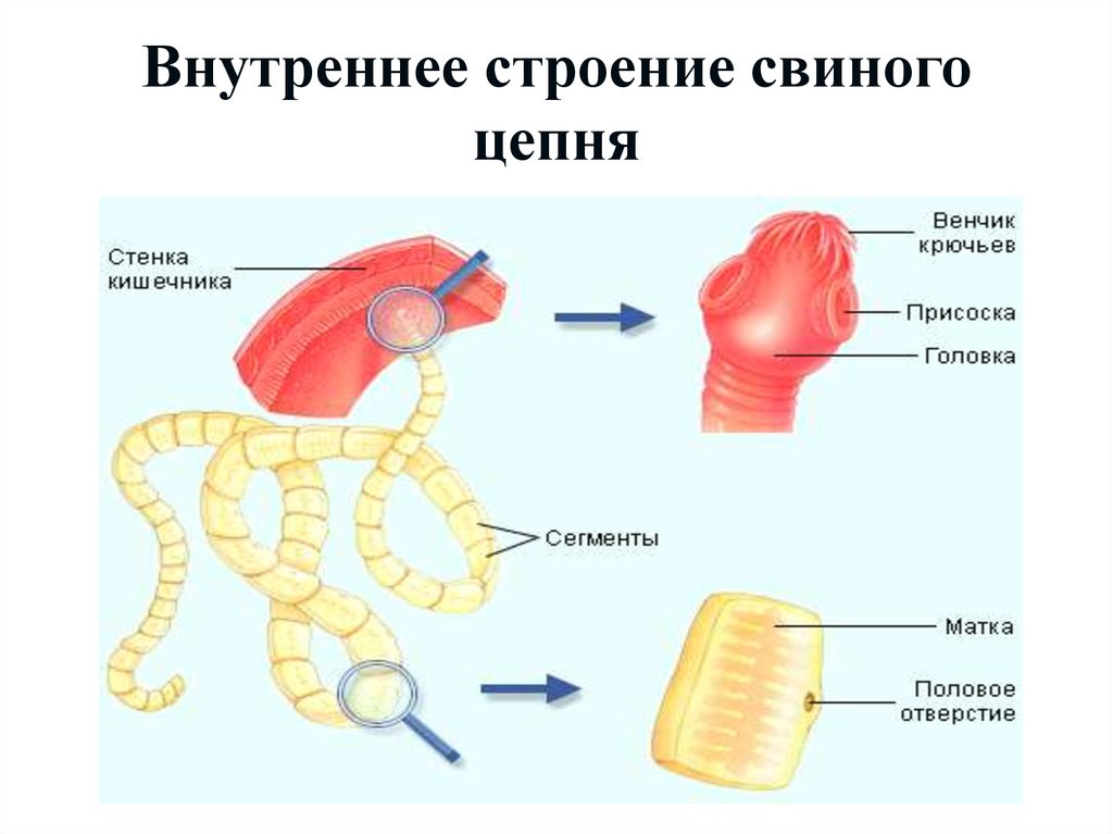 Свиной цепень строение рисунок с надписями