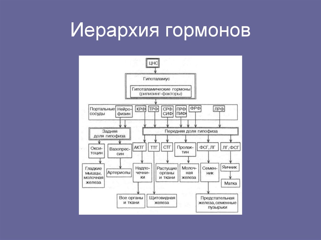 Гормоны гипоталамуса биохимия презентация