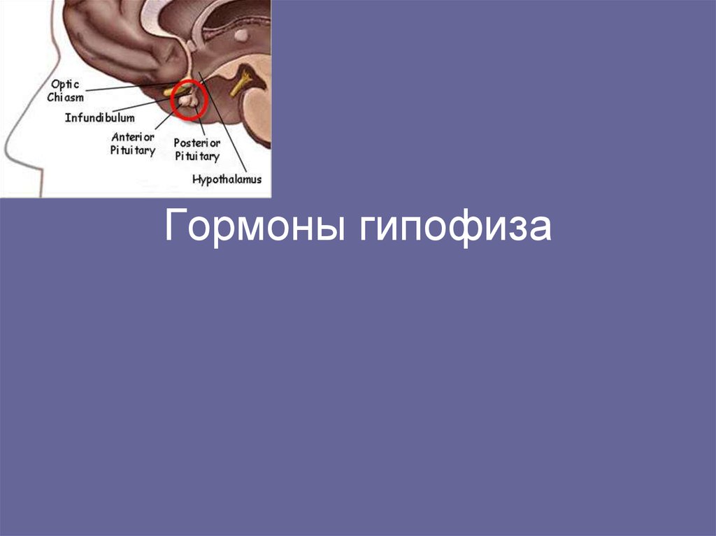 Где расположен гипофиз. Задняя доля гипофиза расположение. Гипофиз передняя доля расположение. Гипофиз презентация по анатомии. Задняя доля гипофиза выделяет.