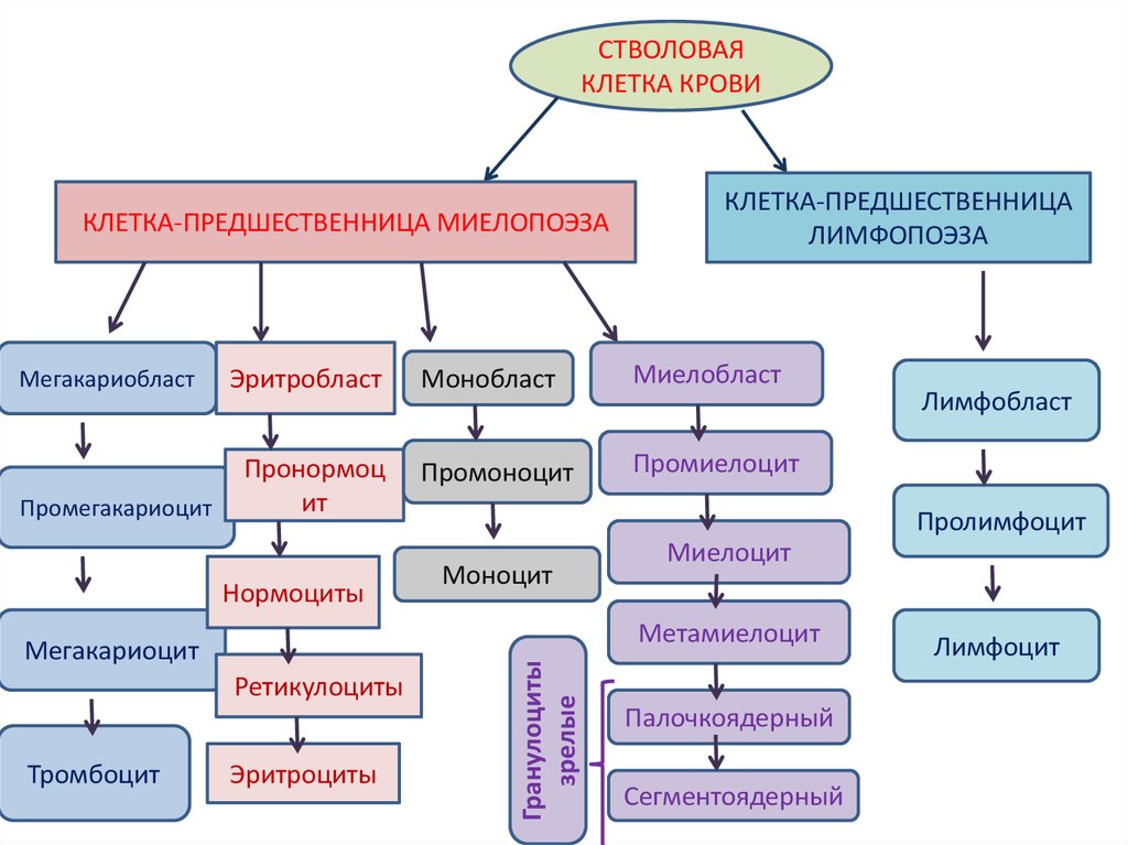 Предшественница. Общая клетка предшественница миелопоэза. Клетка предшественник миелопоэза. Таблица клетка предшественница. Остеогенная клетка клетка предшественница.