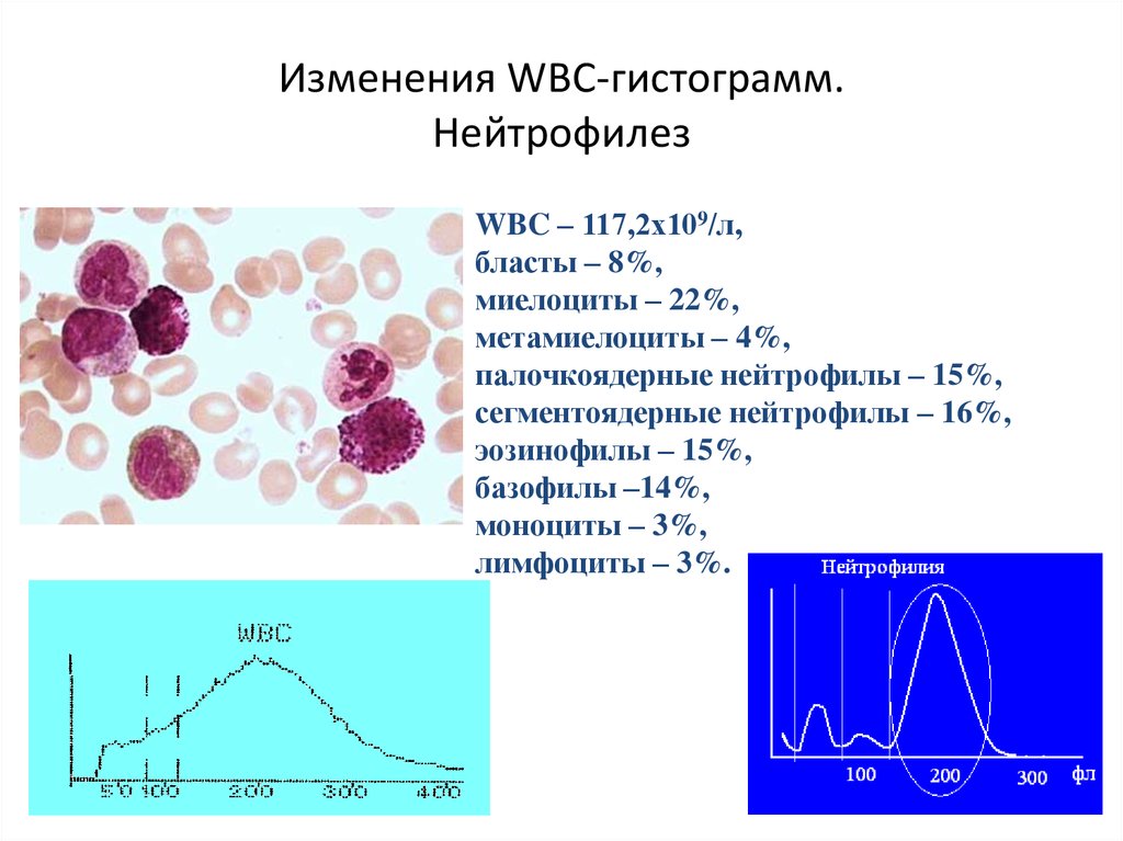 Схема созревания нейтрофилов