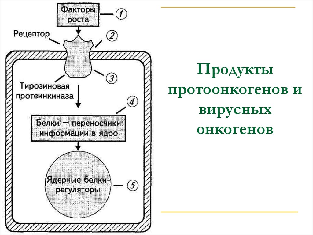 Продукты протоонкогенов и вирусных онкогенов