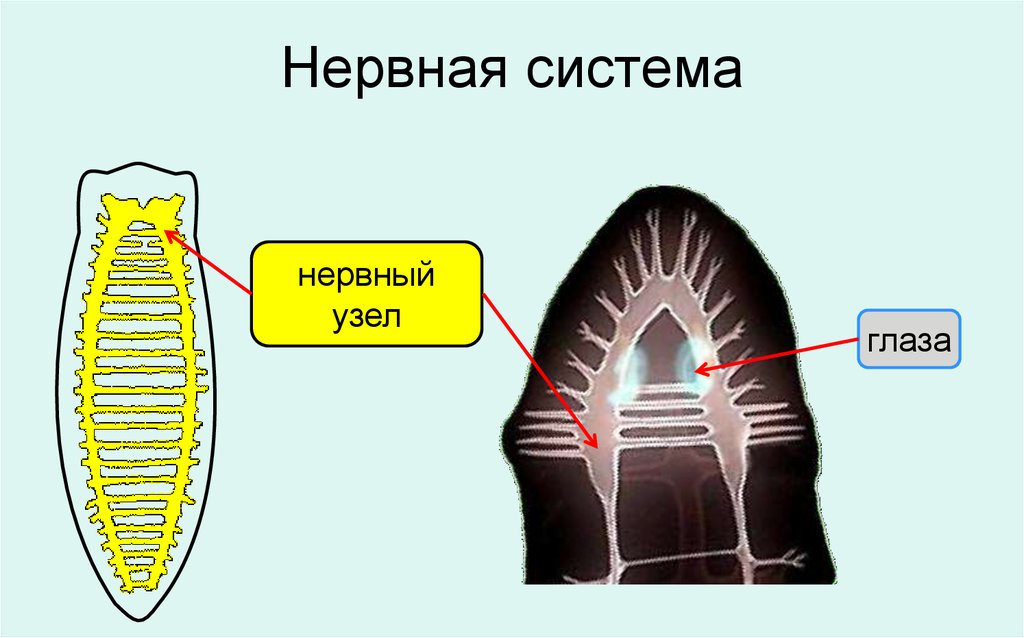 Нервная система плоских червей тип