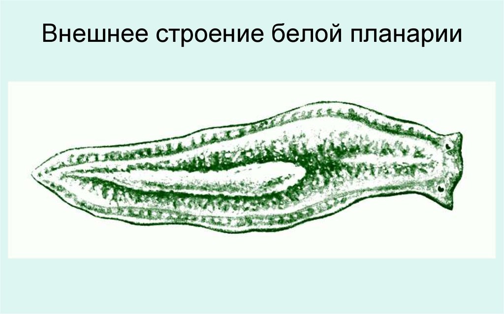 Строение белой планарии рисунок с подписями