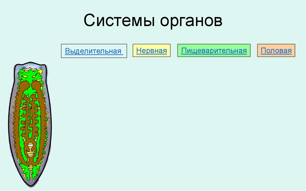 Плоские черви выделительная система. Нервная пищеварительная выделительная. Пищеварительная выделительная половая нервная. Установи систему органов, схема которой изображена:. Системы органов: пищеварительной, выделительной , половой.