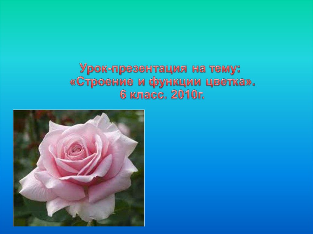 Строение и функции цветка - презентация онлайн