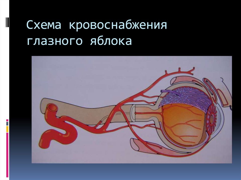 Кровообращение зрения. Кровоснабжение глазного яблока анатомия. Кровеносные сосуды глаза анатомия. Кровоснабжение глазного яблока схема. Схема глаза сосуды.
