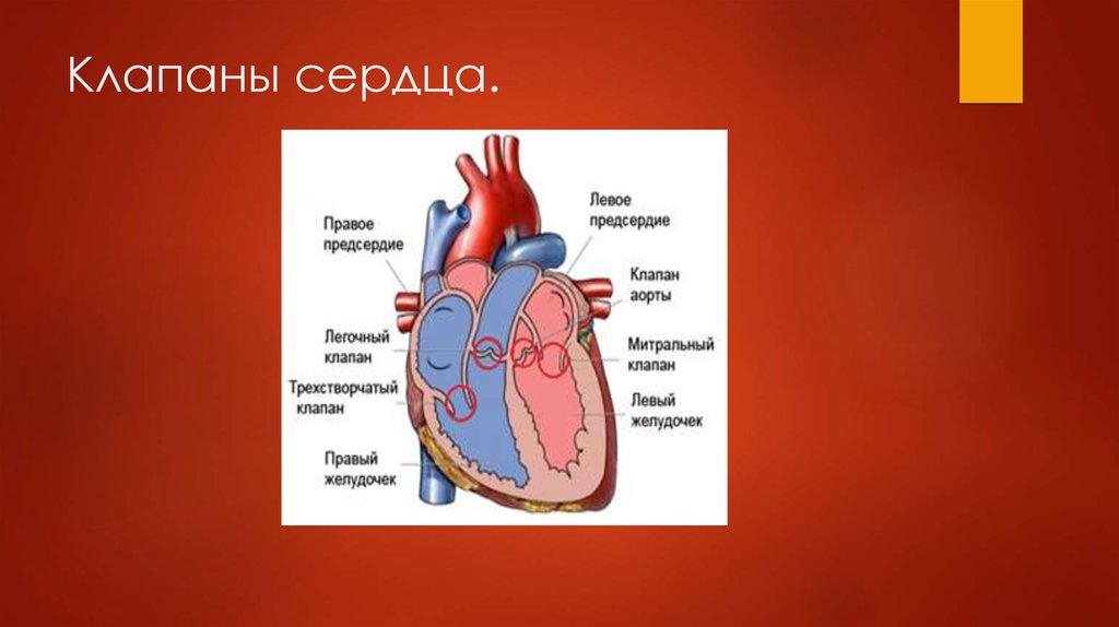 Левое предсердие 4 3 4 4. Трехстворчатый клапан левое предсердие. Клапаны сердца. Трехрехстворчатый клапан в сердца. Трехстворный клапан в сердце.