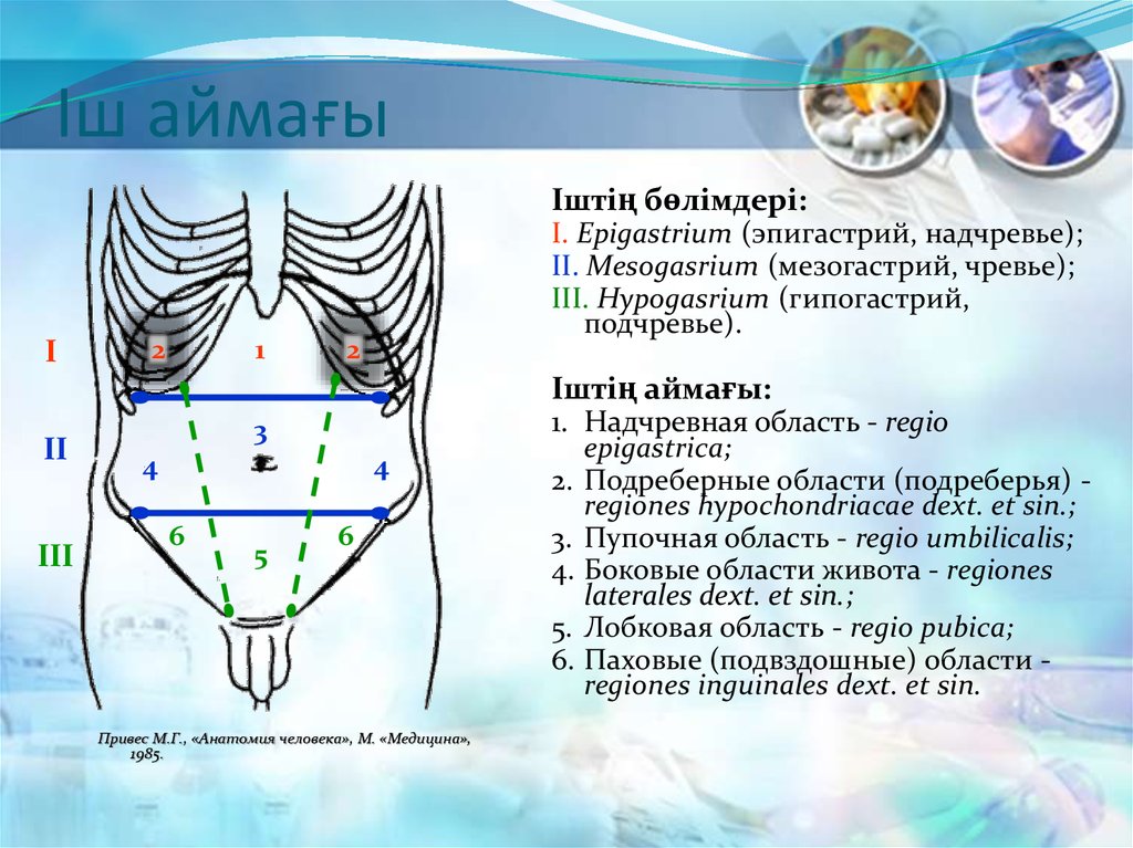 Мезогастрий