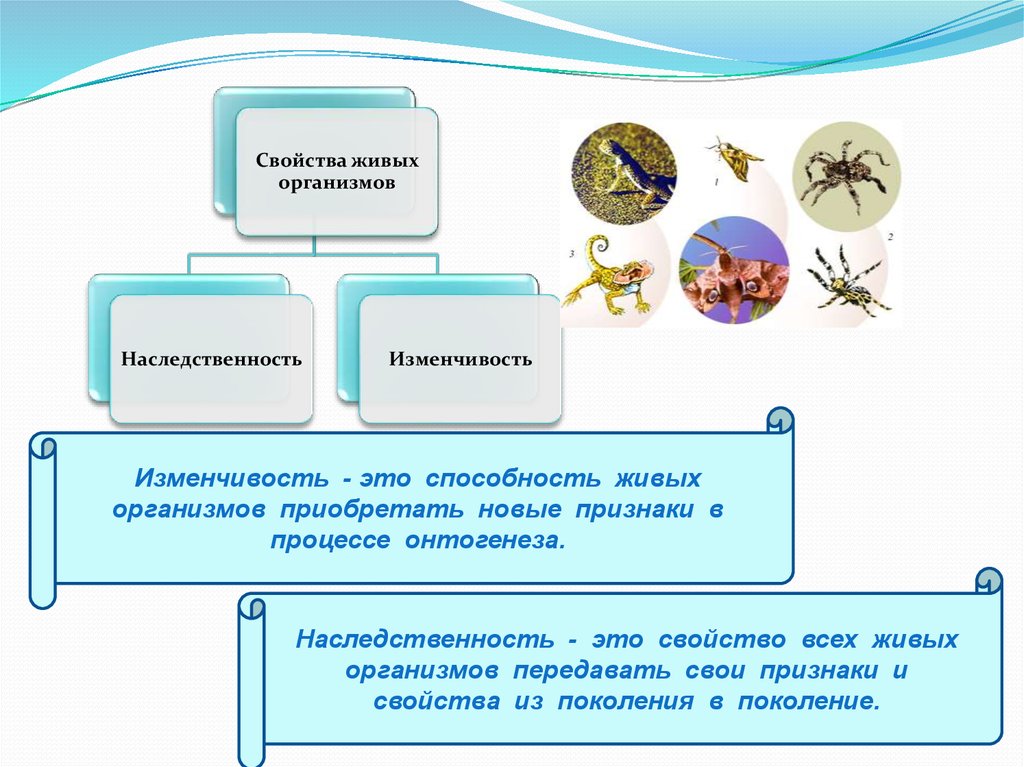 Признаки приобретенные организмом. Изменчивость это свойство живых организмов. Наследственность и изменчивость свойства организмов. Наследственность свойство живых организмов. Наследственность это свойство организмов.