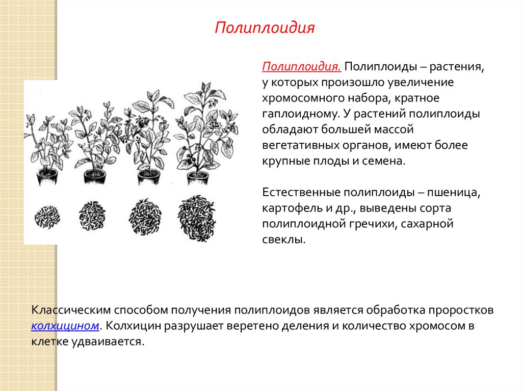Результат метода полиплоидии. Полиплоидия набор хромосом. Полиплоидия у растений. Полиплоидные формы растений. Полиплоидизация в селекции растений.