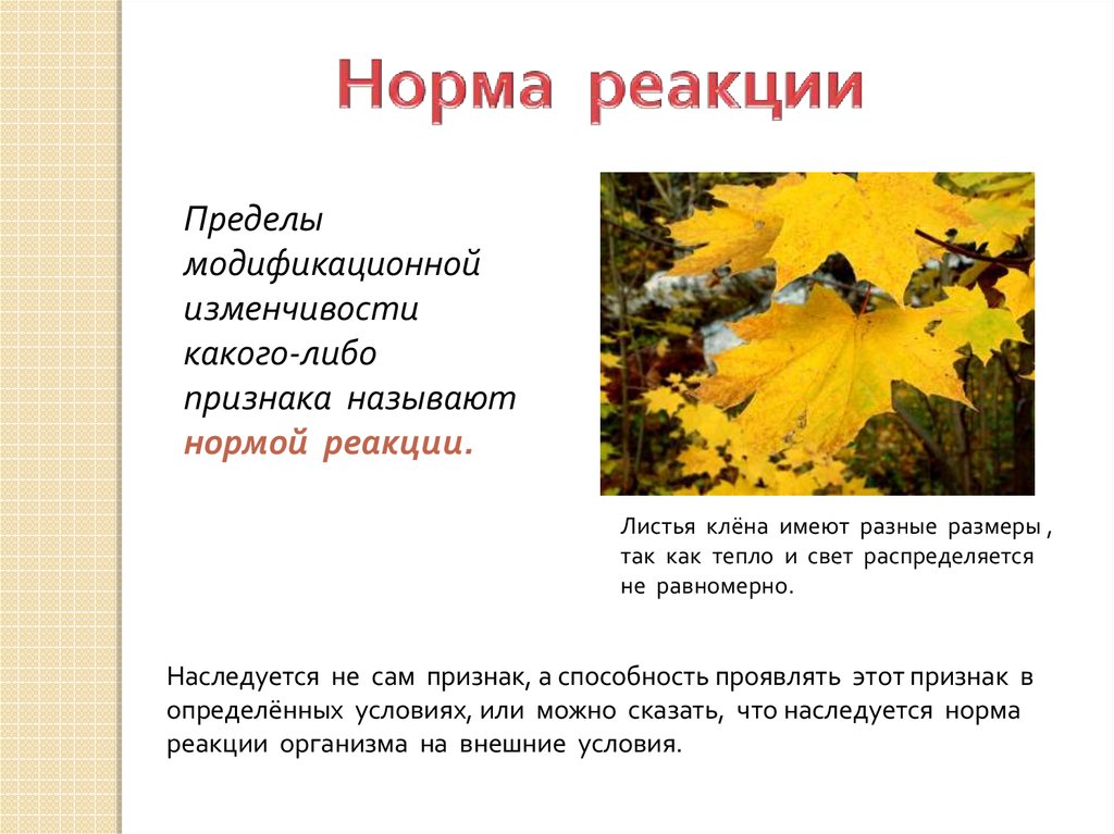 Что такое норма реакции. Норма реакции модификационной изменчивости. Норма пределы модификационной изменчивости. Норма реакции пределы модификационной изменчивости. Закономерности модификационной изменчивости норма реакции.