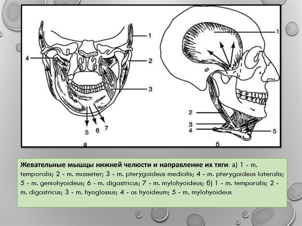 Мышцы нижней челюсти. Жевательные мышцы нижней челюсти. Мышцы нижней челюсти схема. Жевательные мышцы и мышцы опускающие нижнюю челюсть. Места прикрепления жевательных мышц на нижней челюсти.