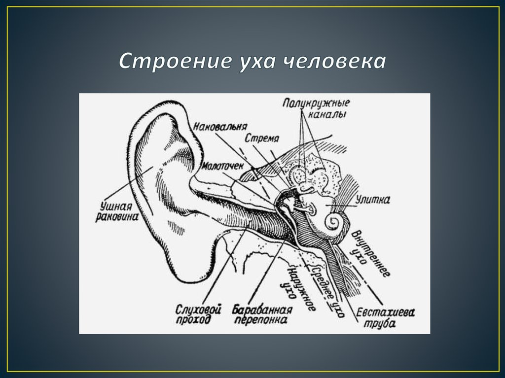 Строение уха человека описание. Схема строения наружного среднего и внутреннего уха. Строение уха вид сбоку. Строение уха сбоку. Строение уха схема анатомия.