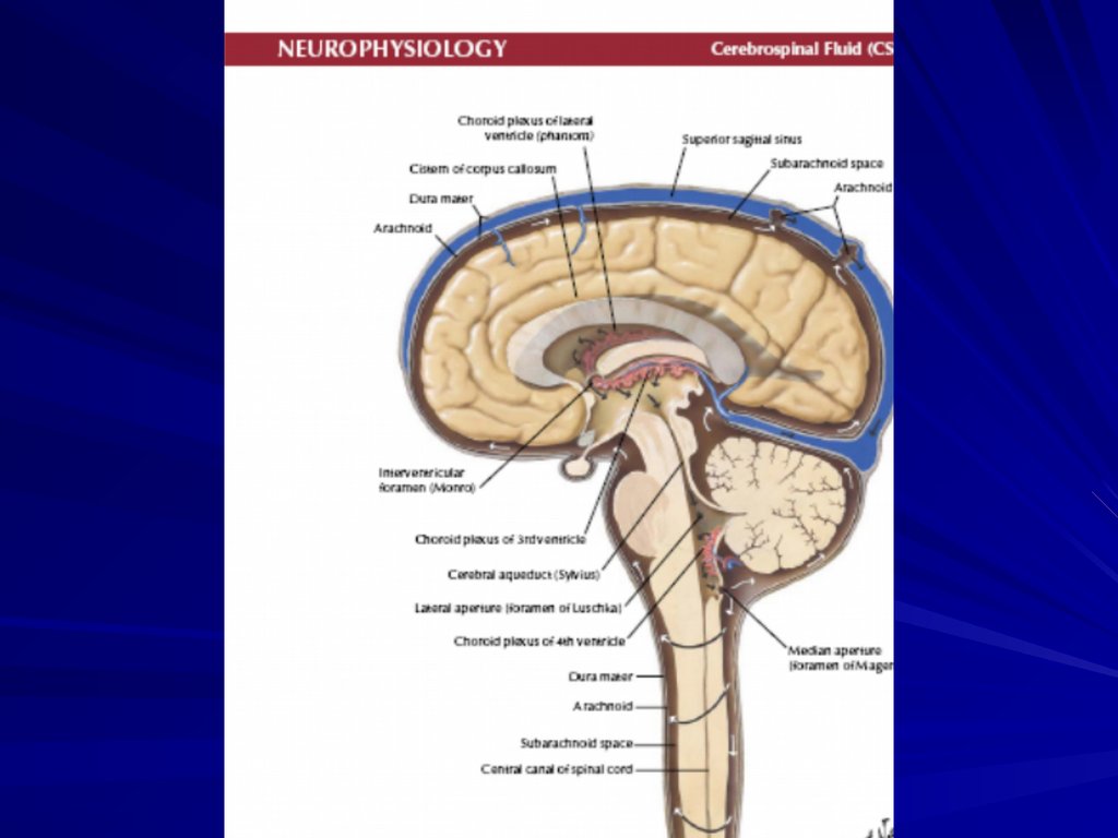 Схема оттока цереброспинальной жидкости