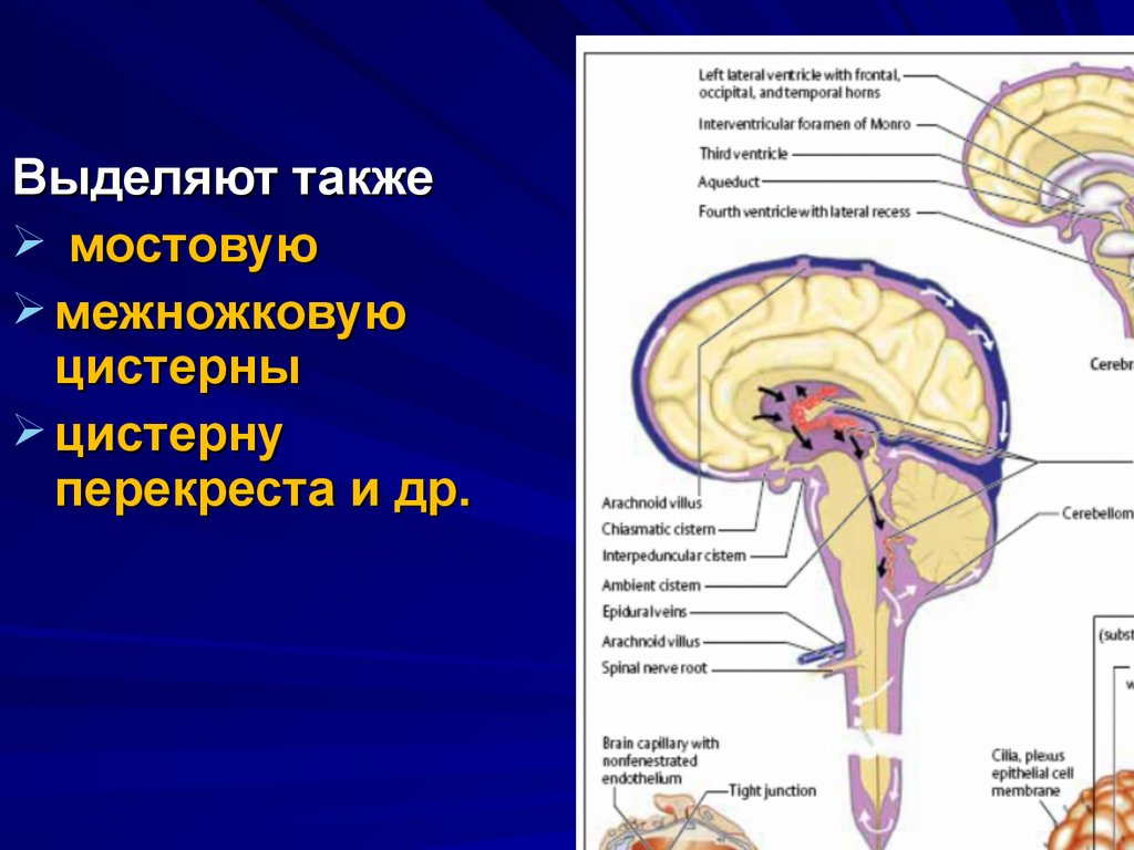 Цистерны оболочек мозга