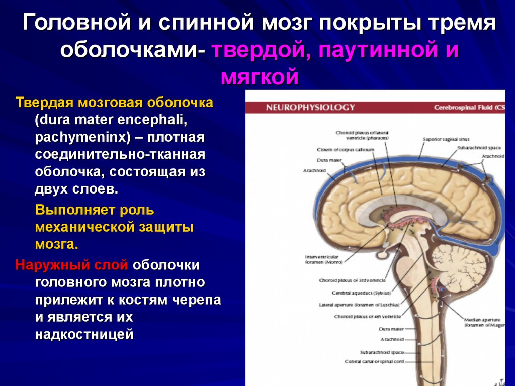 Особенности оболочек головного мозга. Функции твердой оболочки спинного мозга. Строения оболочек головного и спинного мозга системы желудочков. Функции паутинной оболочки. Функции твердой оболочки головного мозга.