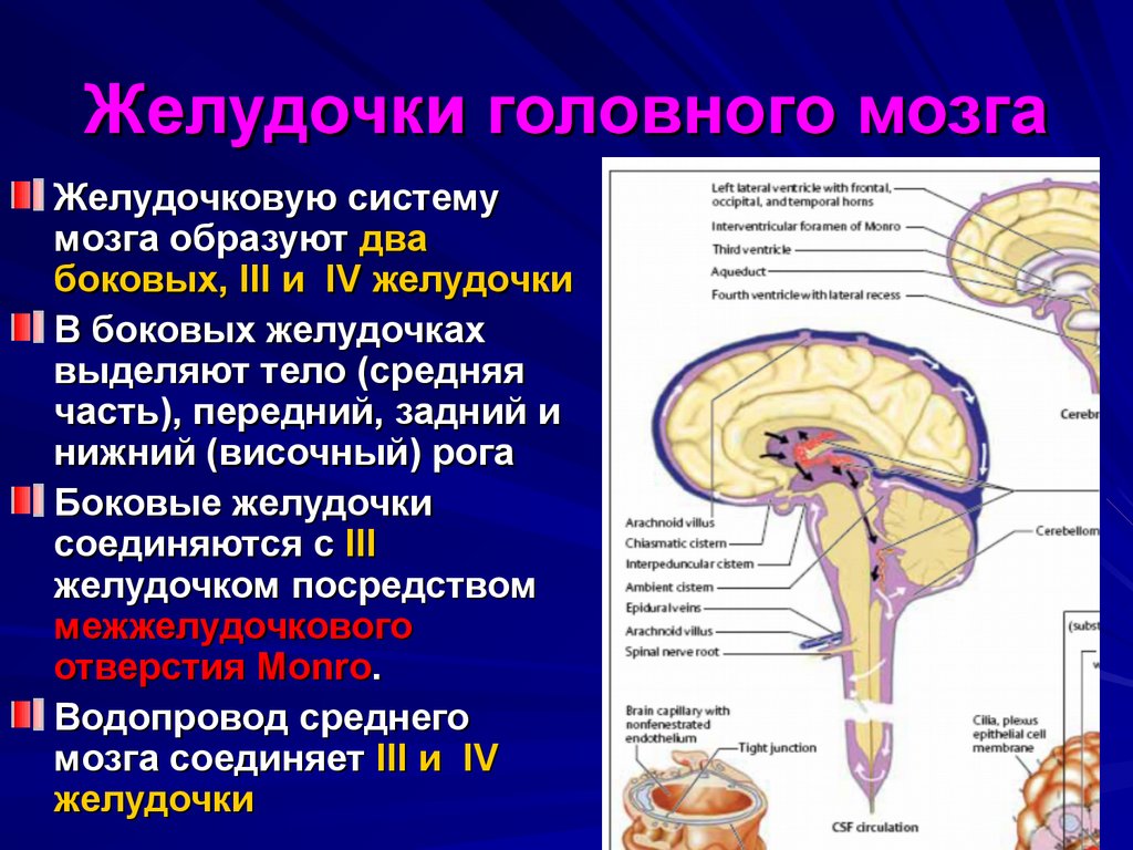 Боковой мозг. Четвёртый желудочек головного мозга строение. Структура 3 желудочек головного мозга. Желудочки головного мозга строение. Строение желудочков головного мозга анатомия.